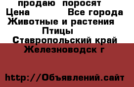 продаю  поросят  › Цена ­ 1 000 - Все города Животные и растения » Птицы   . Ставропольский край,Железноводск г.